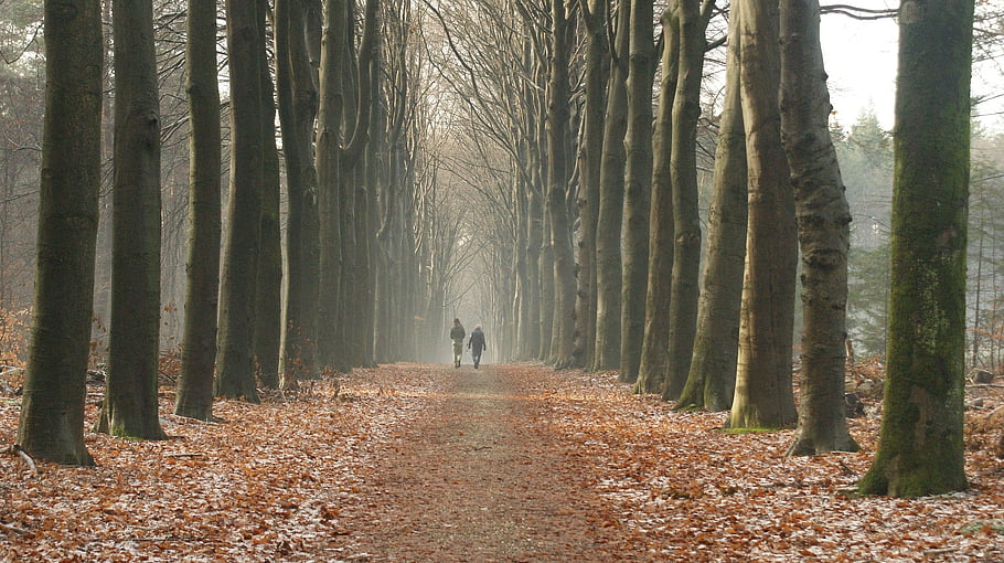 misty, hiking, men, together, trees, winter, photography, beech Avenue, estate, cold, seasons