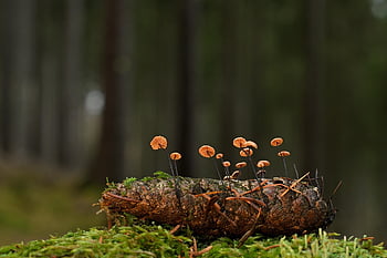 houby, Horsehair Dizzy, borová šiška, zimní, les, Příroda