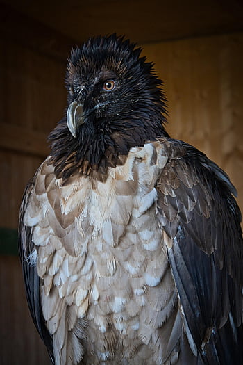 avvoltoio, natura, uccello, avvoltoio barbuto, uccello rapace, conto, piume, spazzini, raptor, capo, animale