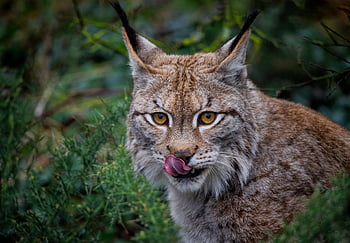 Luchs, katzenartig, Eurasischer Luchs, Europäischer Luchs, wilde Katze, Säugetier, Jäger, Raubtier, Tierwelt, Fleischfresser, große Katze