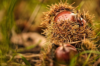 Kaštan, podzim, pichlavý, podnět, ovoce, otevřeno, shell, Příroda, zblízka, jehly