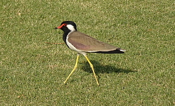 pták, červeno-wattled lapwing, vanellus indicus, čejka chocholatá, kulík, ptačí, volně žijících živočichů, ornitologie, stojící, fauna, Příroda