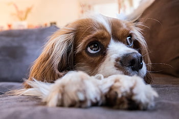 dog, puppy, pet, cavalier King Charles Spaniel, animal, cute, adorable, spaniel, canine, nature, doggy
