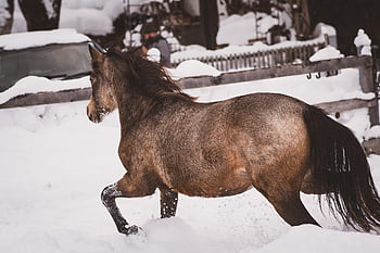årsgamle, hest, ponni, tut, kopling, dyr, natur, pattedyr, vinter, equine