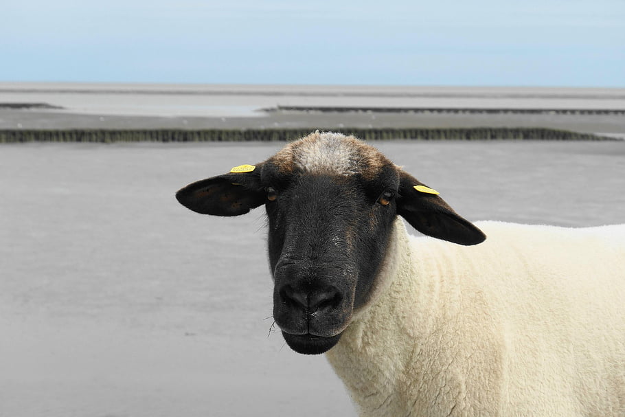 sheep, mammal, animal, wildlife, farm Animal, dike, north Sea, watt, nature, ostfriesland
