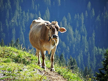 kráva, alm, skotu, allgäu, cesta, Alpy, hospodářského zvířete, zemědělství