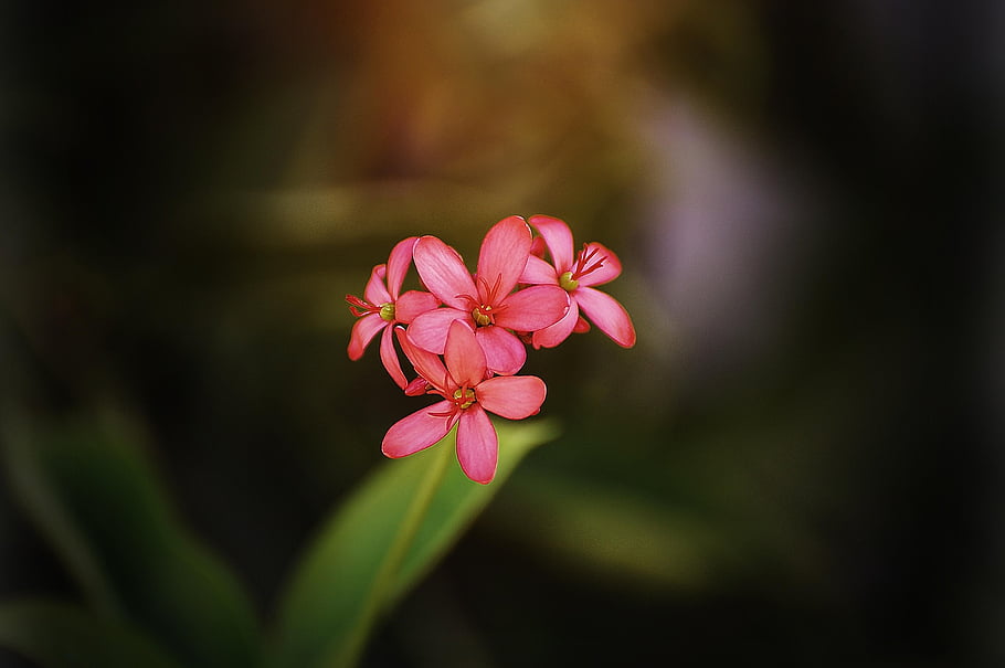 flowers, flower Background, flora, nature, petals, bloom, blossom, botany, growth, plant, beautiful Flowers