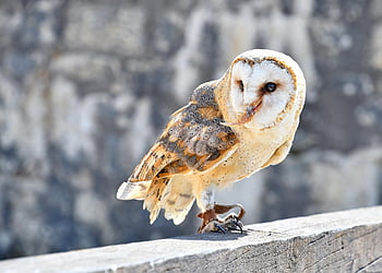 owl, bird, animal, barn Owl, raptor, bird Of Prey, wildlife, nature, perched