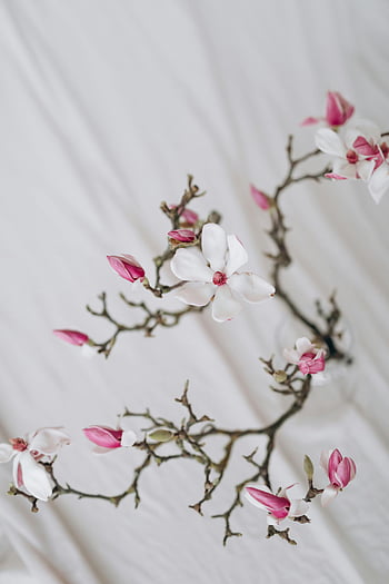 Magnolia Blossoms, jarní květiny, Blooming Tree Branch, měkké zaostření, Témata přírody, Umělecký výstřel, pozadí tkaniny, bílá tkanina, růžové a bílé květy, květinové fotografie, jarní květy