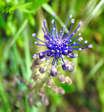 fiore blu, fiore, fiorire, fioritura, natura, flora, avvicinamento