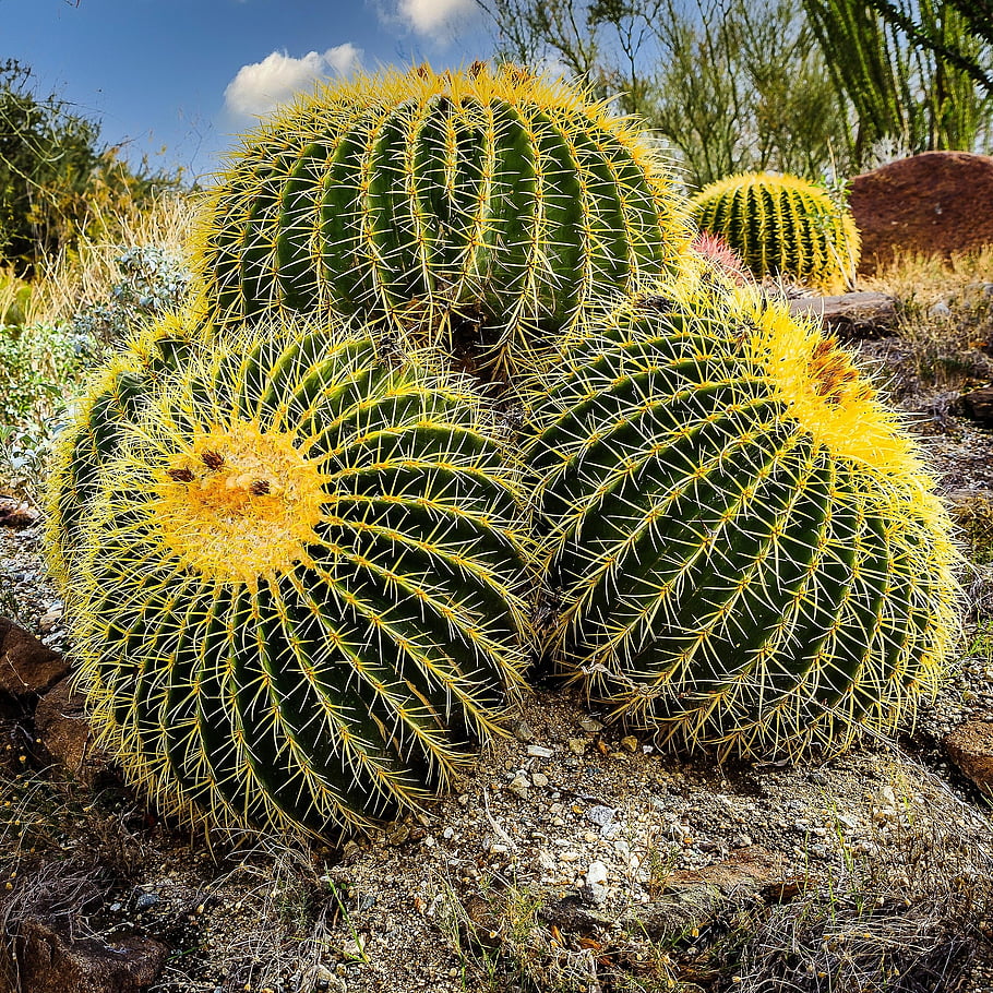 カクタス、 植物学、 バレルサボテン、 南西、 ソノラ砂漠、 カリフォルニア砂漠