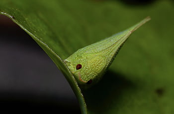 leafhopper, insect, bug, leaf, nature, green, australia, macro