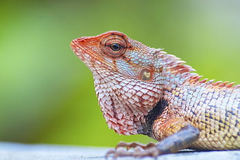 leguán, ještěrka, chameleón, plaz, drak, zvíře, Příroda, exotický, stvoření, fauna, volně žijících živočichů