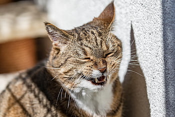 cats, grin, grinning Cat, cute, smile