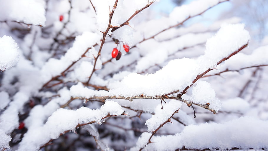 tree, branches, fruit, frost, ice, snow, nature, winter
