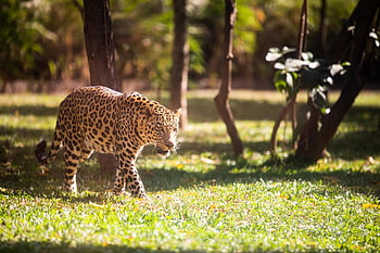 animal, leopard, mammal, species, fauna, wildlife, wild Animal, nature, wildlife Photography, trinetraphotography, anil Sharma