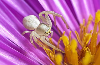 pavouk, krab pavouk, pavoukovec, makro, lov, hmyz, thomisidae, Příroda