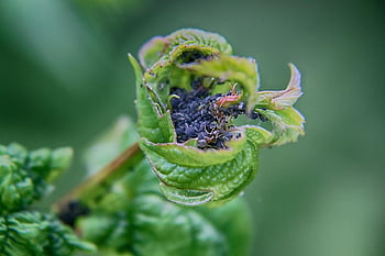 aphids, ants, flower Background, insects, beautiful Flowers, ecology, natural, flower Wallpaper, predator, garden, flower