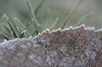 leaf, icy, hoarfrost, frosty, frosted, icicles, frozen, winter, iced, texture, nature