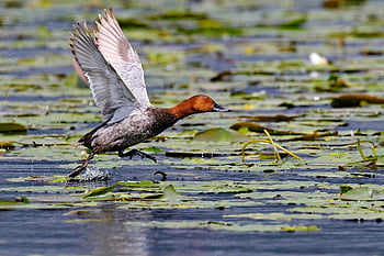 common Pochard, duck, bird, animal, wings, feathers, plumage, avian, ornithology, wildlife, nature