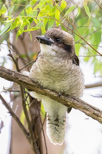laughing Kookaburra, bird, animal, kookaburra, dacelo Novaeguineae, bird Watching, ornithology, wildlife, avian, nature, australian