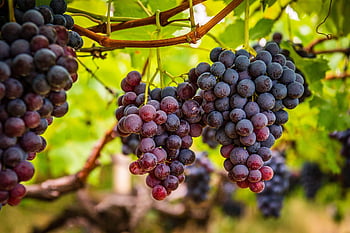 purple, grapes, grapevine, winegrowing, harvest, vineyard, fruits, viticulture, grape Harvest, wine, purple Grapes