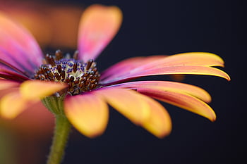 Makro, Blume, Hintergrund, Blumen-, Nahansicht, Blütenblätter, bunt, Gänseblümchen, Pflanze, blühen, Tapete