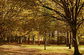bukového lesa, les, listy, zlatý, Jasný, stromy, buk, fagus sylvatica, fagus, listnatý les, Příroda