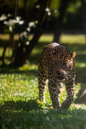 animal, leopard, nature, mammal, species, fauna, wildlife, wild Animal, wildlife Photography, wild Animals, anil Sharma