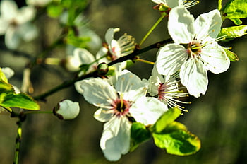 flowering Time, green, nature, garden, color, flora, meditation, flower Pollen, blossom, blossom And Leaf, blossom Magic