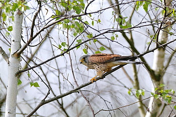 fugl, tårnfalk, ornitologi, arter, fauna, aviær, dyr, næb, dyreliv, fælles kestrel, fjerdragt