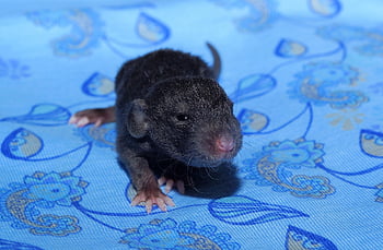baby Rat, dwarf Rat, color Rat, furry, ears, attentive, rodent, cute, close Up, fur, dear