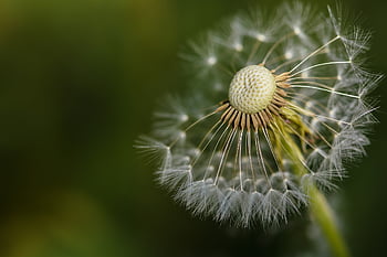 Löwenzahn, Natur, Pflanze, Flora, Nahansicht, Saat, Wildblumen, Löwenzahnsamen, Wiese