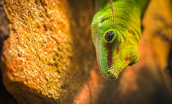 geco, micro fotografia, colpo di macro, geco verde, punti rossi, roccia strutturata, immagine dettagliata, rettile, avvicinamento, fotografia naturalistica, natura