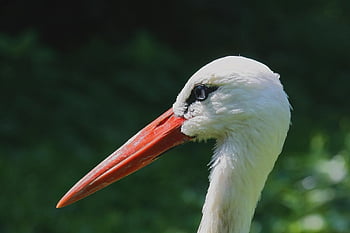こうのとり、 鳥、 頭、 自然、 コウノトリ、 くちばし、 動物、 野生動物、 閉じる