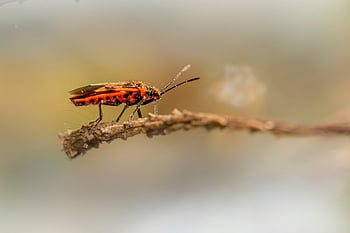 cinnamon Bug, bug, branch, black And Red Squash Bug, insect, nature, macro, closeup, fauna, beetle, plants