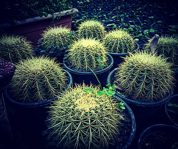 cactus plant, round cactus, potted cactus, spiky cactus, lush garden, cactus collection, cactus pots, garden cactus, cactus textures, cactus plants, cactus display