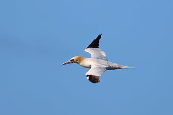 gannet, bird, seabird, flying Bird, waterbird, wildlife, nature, scotland, orkney, juvenile, flying