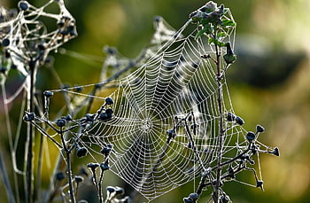 cobwebs, spider Web, nature, close Up, cases, construct, fall, cobweb