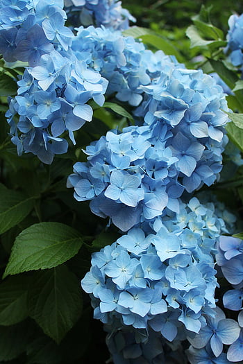 blue hydrangea flowers, close-up shot, vibrant blue, hydrangea blooms, natural beauty, full bloom, blue flowers, close-up flowers, hydrangea close-up, blue hydrangea, flower photography