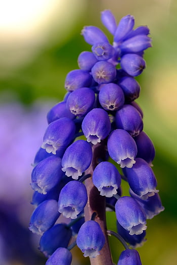 szőlő-jácint, virágok, jácint, lila, kék, növény, muscari, háttér, bezár, makró, zöld