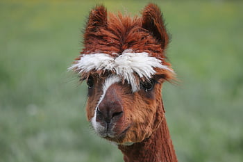 alpaca, brown, white, lama, camel, pair Of Ungulates, animal, peru, furry, fluffy, fur