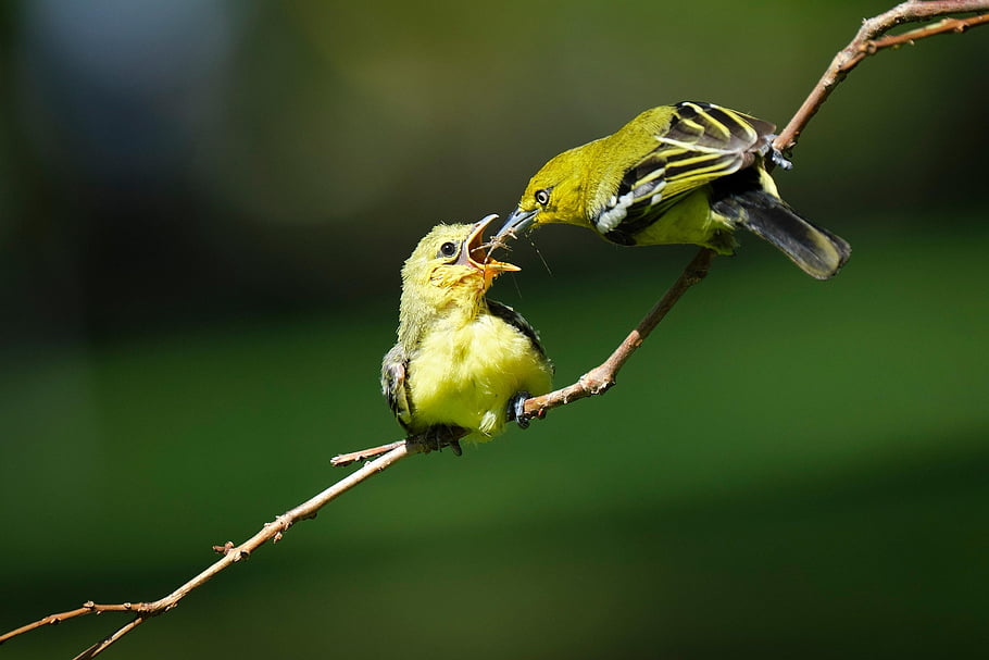 ptáků, rodící se, krmení, matka a dítě, mladé zvíře, aves, ptačí, ornitologie, pozorování ptáků, zvířat, živočišného světa