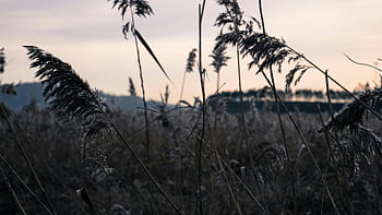 canne, sole al tramonto, paesaggio sereno, tranquillità della natura, campo d'erba, sagoma del tramonto, scenario naturale, ambiente pacifico, bellezza all'aperto, Luce della sera, atmosfera calma