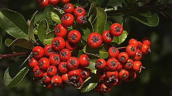 bobule bílého paprsku, bobulí jeřabin, horský popel, ovoce, sorbus aria, červené bobule, lidová medicína, keř