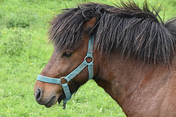 shetland Pony, small Horse, foal, shetland Pony Gecko, horse Riding, nature, pre, animal, pony-shetland
