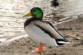 kachna divoká, Tom, vodní pták, pláž, jezero, portrét, roztomilý, obdivuhodný, zvířat, Příroda, mimo