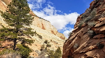 zion, národní park zion, park, kaňon, divočina, hory, krajina, utah, skály, scénický, Příroda
