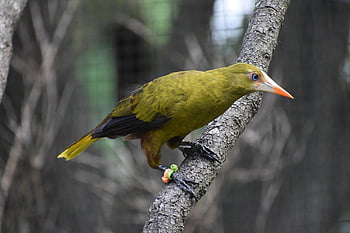 Oropendola الخضراء،  طائر،  متعلقه بالطيور،  طبيعة،  حيوانات،  الحيوانات البرية،  علم الطيور،  حيوان،  مشاهدة الطيور،  صورة،  لقطة مقرّبة للرأس