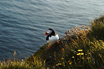 puffin, travnatý útes, oceán, Island, Osamělý pták, Pobřežní zvěř, mořský pták, fotografování přírody, fotografování divoké zvěře, útes, výhled na moře